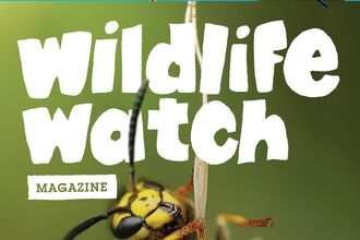 Wildlife Watch Magazine