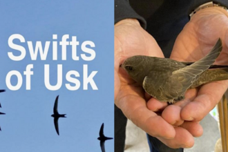 swifts of usk graphic and image of swift held in a hand 