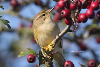 Chiffchaff by Andy Karran