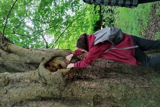 A person holding onto a tree to look inside a hollow