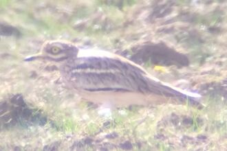 A stone curlew standing in short grass. It's a hunched, brown bird with long legs, a thin beak and a large yellow eye