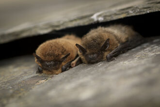 two pipistrelle bats 
