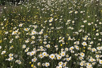 Photo of front garden meadow with Ox Eye Daisies and Buttercups