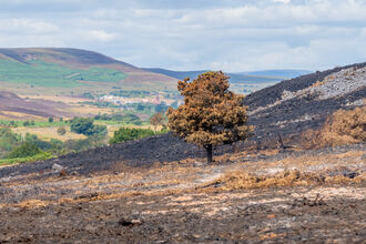 aftermath of wildfire, scorched grass and trees 