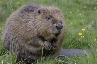 Beaver