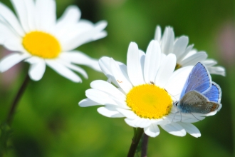 Common blue butterfly on oxeye daisy