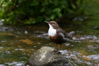 Dipper