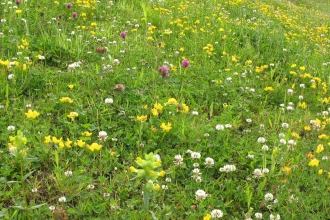 Hay meadow 