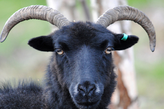 Hebridean sheep