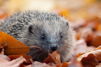 Hedgehog