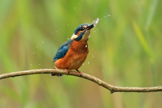 Kingfisher with fish by Jon Hawkins Surrey Hills photography