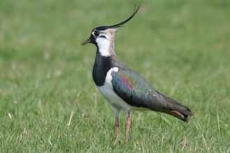 Lapwing