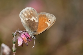 Large Heath butterfly