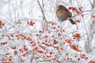 A female Blackbird. 