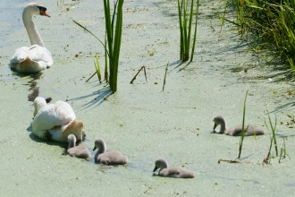 Family of swans in reen