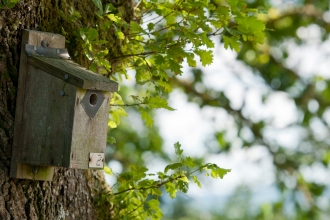 bird box