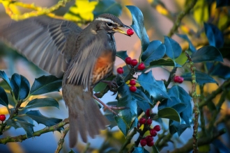 Redwing