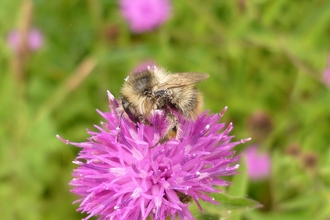 Shrill carder bee on flower