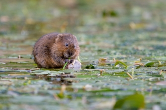 Water Vole feeding by Tom Marshall