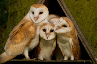 Barn owl family