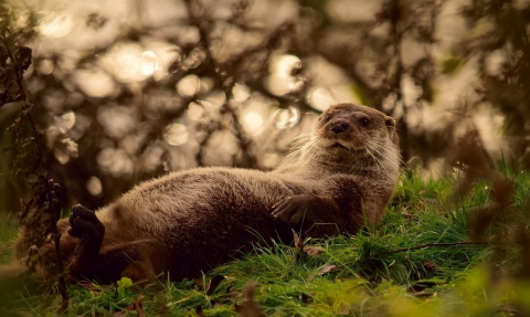 Otter by Jeff Chard