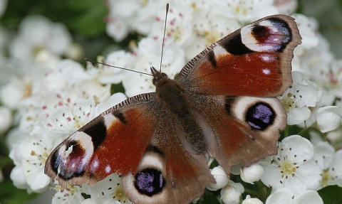 A Peacock butterfly on flowers