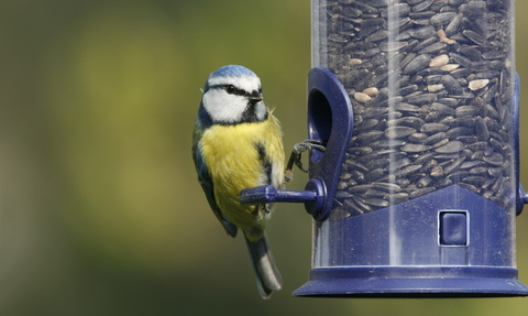 Blue tit on bird feeder