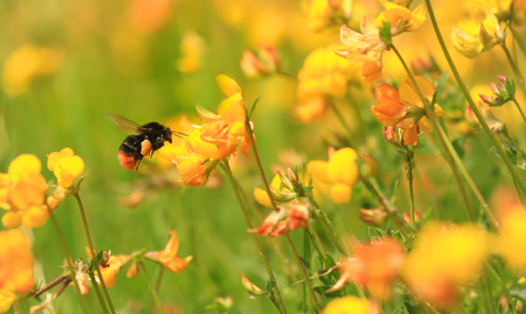 Red-tailed bumblebee