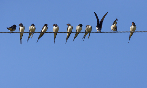 Swallows perched along a telegraph wire against a blue sky, The Wildlife Trusts