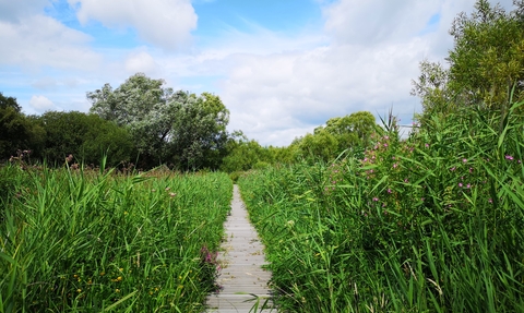 Magor Marsh Boardwalk