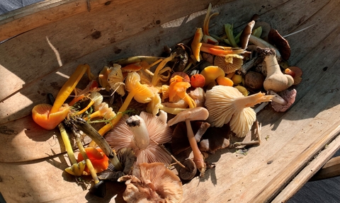 Basket of Fungi