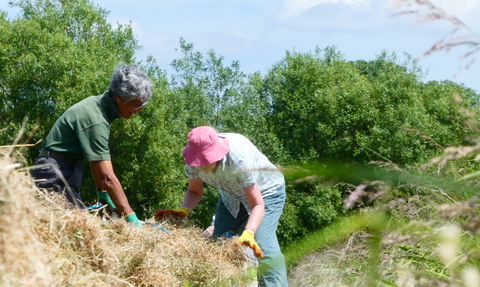 Volunteers raking at Magor Marsh