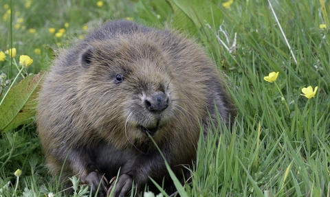 Beaver 