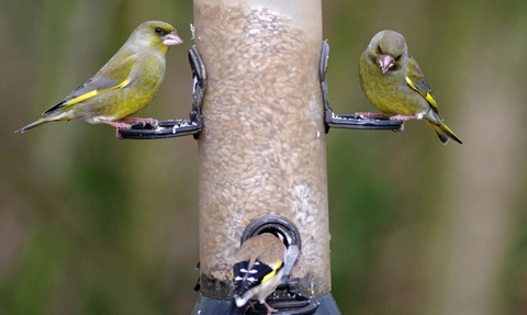 Greenfinches on bird feeder