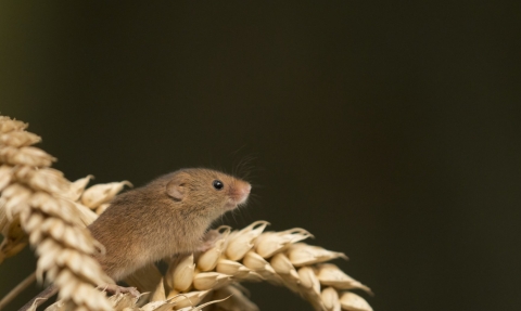 Harvest Mouse Rob Bates