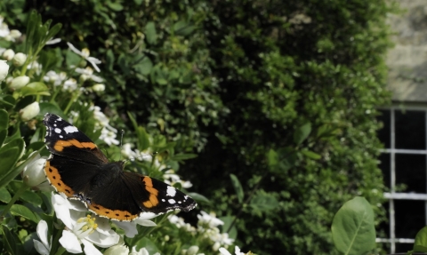 Red Admiral butterfly