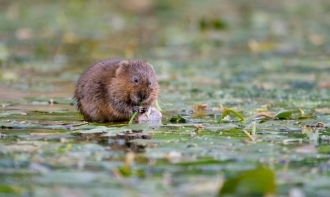 Water Vole feeding by Tom Marshall