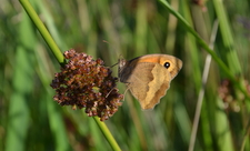 Meadow Brown butterfly at Bridewell Common