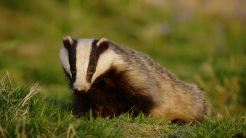 Badger