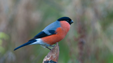 Bullfinch