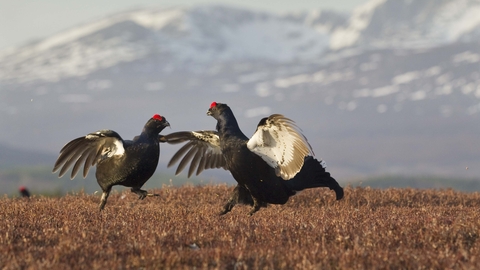 Black grouse males lekking