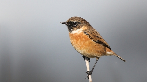 Stonechat