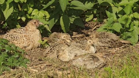 Pheasant female with young