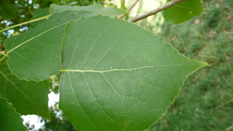 Hybrid Black Poplar