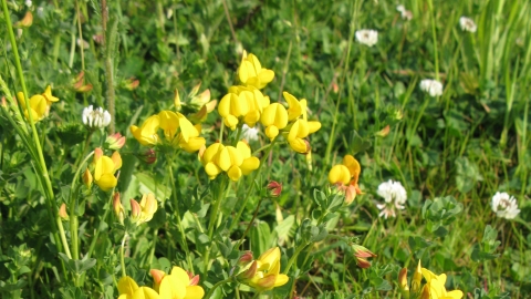 Common Bird's-foot-trefoil