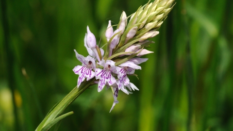 Common Spotted-orchid