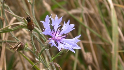 Cornflower