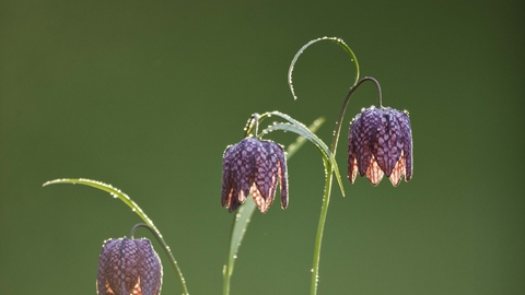 Snake's-head Fritillary