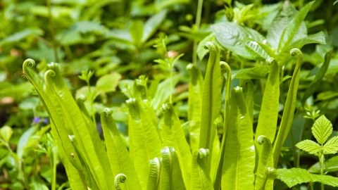 Hart's-tongue Fern