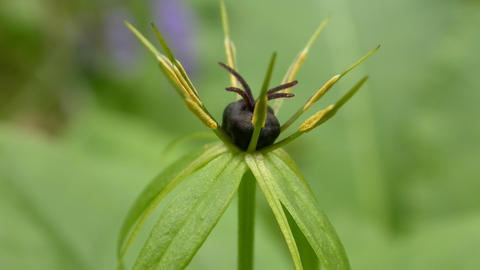 Herb-Paris